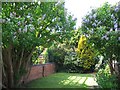 Walled garden of Edwardian terraced house in Cedar Road