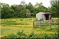 Buttercup meadow