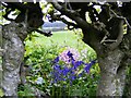 NJ6854 : Bluebells in the Hedgerow by Ann Harrison