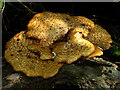 Bracket Fungus, Stevenston Burn
