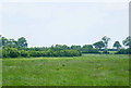 ST7654 : 2008 : Field off Marrow Pole Lane by Maurice Pullin