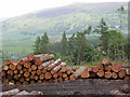 Logging in the Intake Plantation