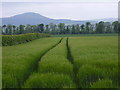 Tram lines in the barley