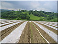 Maize Field