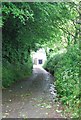 Narrow Devon lane, near Stokenham.