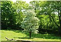 Fairythorn near Antrim