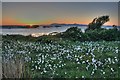 NM6488 : Cottongrass and the Sound of Sleat by Mick Garratt