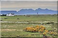 Gorse, Cottongrass and Rum