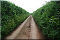 Narrow Devon lane, near South Allington.