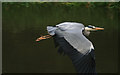 Heron in Flight