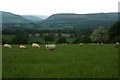 Sheep in a field near Crossway