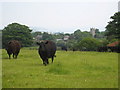 Pasture at Nangitha Farm