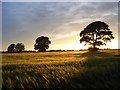 NY3462 : Barley and trees, Rockcliffe by Andrew Smith
