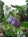 Russian comfrey (Symphytum x uplandicum)