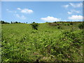 Bracken infestation