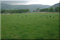 Grazing land near Rhysgog