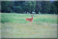 Deer near Oliver