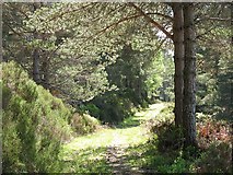 NN5655 : Path, Blackwood of Rannoch by Richard Webb