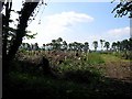 Newly-planted trees