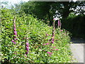 Bysedd y Cwn/Digitalis in the hedgerow