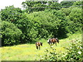 Horses near Caehopsyn