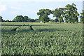 TL8063 : Wheat field at Little Saxham by Bob Jones