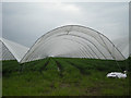 Polytunnels at New House Farm
