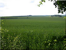 TL4341 : Wheat field below Anthony Hill by Keith Edkins