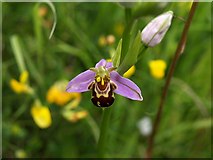 SX8771 : Bee orchid, Aller Brook Local Nature Reserve by Derek Harper