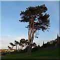 Pine trees, Bangor