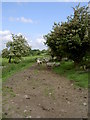 Bridleway on slopes of Hope Mountain.