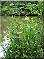 Lakeside vegetation, Newent Lake