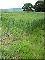 SO7323 : Wheat field, Kent's Green by Pauline E