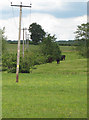 Power lines through grazing land