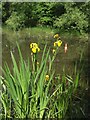 Pool - Fibbersley Local Nature Reserve