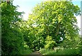 Woodland path near Ballymena (3)