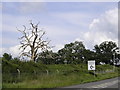 Dead Tree near Quelm Park Roundabout