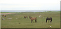 NF7575 : Grazing land at Griminis, North Uist by eswales