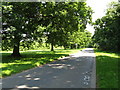 Avenue of trees