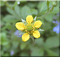 Wood Avens, or Herb Bennet