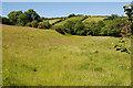 Meadow west of the Nant Tawe