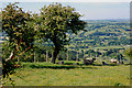 Sheep in the shade