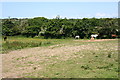 Horses Grazing