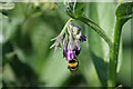 Small bumblebee collecting from comfrey