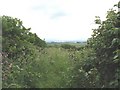 A slightly overgrown section of the Llangeinwen path