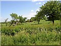 Cows grazing in the orchard