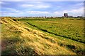 Teesmouth National Nature Reserve