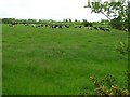 Cows at Mullan