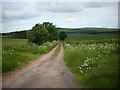 Farm track heading north