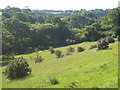 Looking down the valley at Budock Water